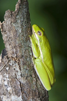 Amphibian Prints: Green Tree Frog (Hyla cinerea) dormant on log in east Texas