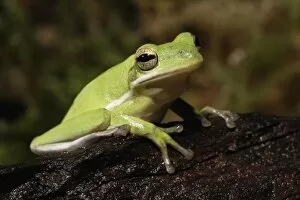 Green Tree Frog, Hyla cineria