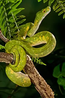 Vertebrate Prints: Green Tree Python (Captive), Morelia (Chondropython) viridis Native to New Guinea