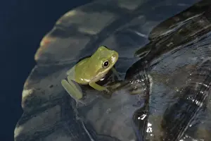 Tennessee River Prints: Green treefrog on Cumberland Slider shell Hyla cinera / Trachemys scripta troostii