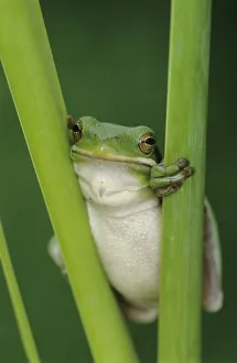 Cold Blooded Prints: Green Treefrog, Hyla cinerea, adult, Lake Corpus Christi, Texas, USA, May