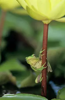 Marsh Prints: Green Treefrog, Hyla cinerea, adult on yellow waterlily, Welder Wildlife Refuge, Sinton