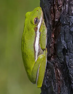 Images Dated 31st August 2020: A green treefrog takes refuge among the furrows of bark of a slash pine tree in southern
