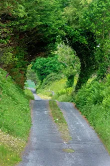 Green Trees wrap this back road in lush foliage, County Mayo, Ireland