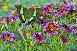 Painted Tongue Prints: Green tropical swallowtail butterfly, Papilio palinurus daedalus, on grouping of painted