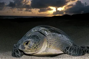 Parent Prints: Green Turtle, (Chelonia