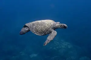 Oceanic Prints: Green Turtle (Chelonia mydas agassisi) off Wolf Island in the northern archipelago