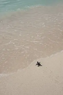 Images Dated 17th October 2009: Green Turtle (Chelonia mydas) Hatchling Release Project. Nests in unsafe areas are dug up