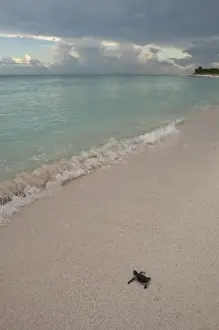 Images Dated 17th October 2009: Green Turtle (Chelonia mydas) Hatchling Release Project. Nests in unsafe areas are dug up
