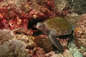 Images Dated 22nd September 2006: Green turtle (Chelonia mydas) Off North Stradbroke Island off Queensland coast. Australia