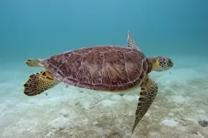 Green Turtle (Chelonia mydas) Sian Ka an Biosphere Reserve Quintana Roo