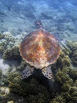 Snorkeling Prints: Green Turtle, Low Isles, Great Barrier Reef, North Queensland, Australia