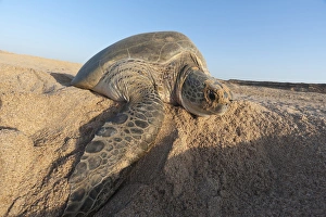 Green turtle, Ras Al Jinz, Oman