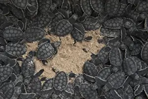 Quintana Roo Prints: Green Turtles (Chelonia mydas) hatchlings for release Akumal Turtle Project