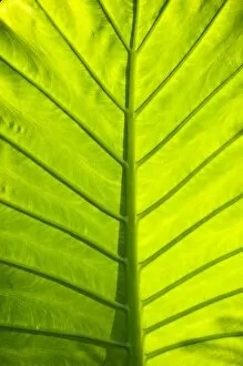 Green veined leaves of tropical foliage in Alexandria and the Amphitheater, Egypt