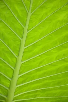 Images Dated 20th October 2005: Green veined leaves of tropical foliage in Alexandria and the Amphitheater, Egypt