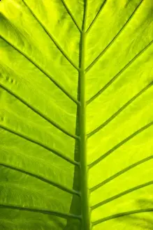 Images Dated 20th October 2005: Green veined leaves of tropical foliage in Alexandria and the Amphitheater, Egypt