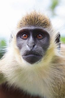 Images Dated 21st May 2006: Green ververt monkey, St Kitts, Caribbean
