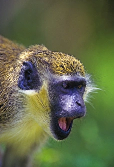 Yell Prints: Green vervet monkey in rainforest, St Kitts, Caribbean