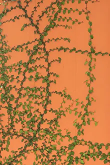 Images Dated 15th December 2020: Green vines on an orange wall