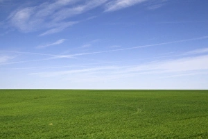 Staple Food Prints: Green wheat fields in Washington County, Colorado, USA