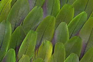 Parrot Prints: Green wing feathers of a Parrot