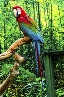 Canada Gallery: green Wing Macaw Originally from South America