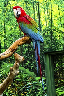 Canada Collection: green Wing Macaw Originally from South America