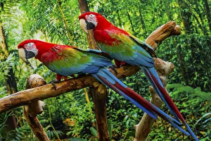 Plumage Prints: green Wing Macaws, Originally from South America