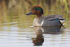 Marsh Prints: Green-winged Teal