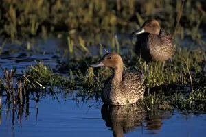 green-winged teal, Anas crecca, pair on the 1002 Coastal Plain of the Arctic National