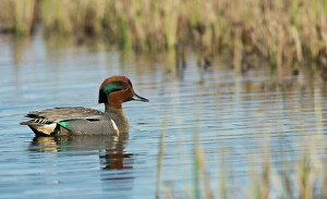 Waterfowl Prints: Green-winged teal drake floating on arctic pond in Alaska