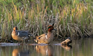 Waterfowl Prints: Green-winged teal drakes resting at the edge of arctic pond in Alaska