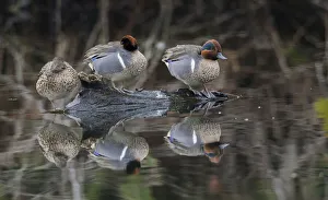 Teal Prints: Green-winged teal, resting in flooded woodland
