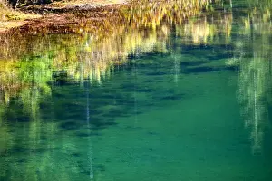 Gold Lake Prints: Green Yellow Moss Underwater Reflection Abstract Gold Lake Snoqualme Pass Washington