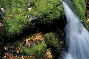 Greene Falls, Baxter S. P. ME. Fall in the Northern Forest