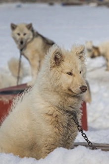 Greenland, Disko Bay, Ilulissat, Greenland Sled Dogs, canis lupis familiaris