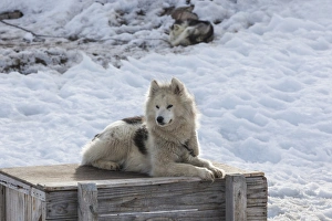 Greenland, Disko Bay, Ilulissat, Greenland Sled Dogs, canis lupis familiaris