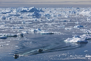 Images Dated 28th May 2015: Greenland, Disko Bay, Ilulissat, elevated view of floating ice and fishing boat
