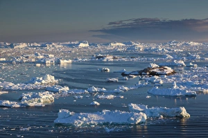 Images Dated 28th May 2015: Greenland, Disko Bay, Ilulissat, elevated view of floating ice
