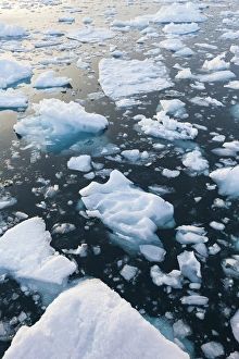 Greenland Collection: Greenland, Disko Bay, Ilulissat, floating ice at sunset