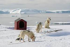 Global Prints: Greenland dogs, a breed of husky, with Disko Bay in the background. Ilulissat, Greenland