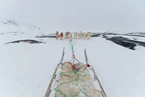Global Prints: Greenland dogs pulling a dog sled. Ilulissat, Greenland