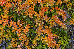 Greenland. Eqip Sermia. Dwarf birch in fall color