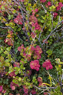 Greenland, Eqip Sermia. Dwarf birch and other tundra plants