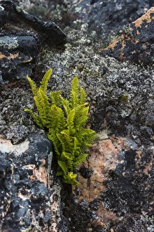Greenland. Eqip Sermia. Rusty Woodsia growing through a crack in the rock