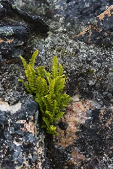 Greenland Prints: Greenland. Eqip Sermia. Rusty Woodsia growing through a crack in the rock