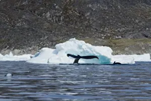Day Light Prints: Greenland, Ilulissat, Humpback Whale and Calf (Megaptera novaeangliae) sounding while