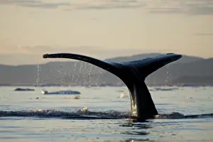 Images Dated 11th June 2010: Greenland, Ilulissat, Midnight sun lights Humpback Whale (Megaptera novaeangliae)