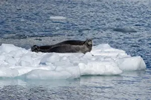 Images Dated 12th September 2010: Greenland, Prince Christian Sound (aka Prins Christian Sund)